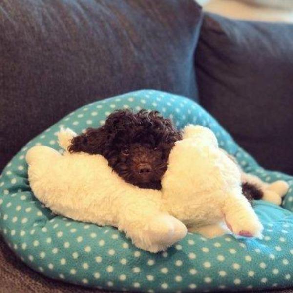 CalmCanine™ CozyCompanion: Plush with Heat and Heartbeat for Tiny Tails