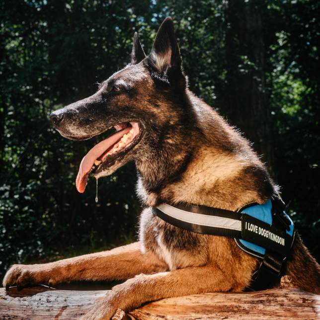 Personalized No Pull Dog Harness