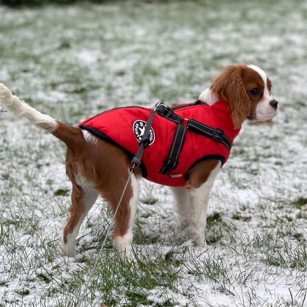 Cozy Waterproof Fleece Jacket for Dogs